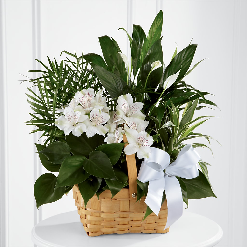 Peace & Serenity Dishgarden – Fleuriste Ampleman Florist Enr, Chateauguay PQ