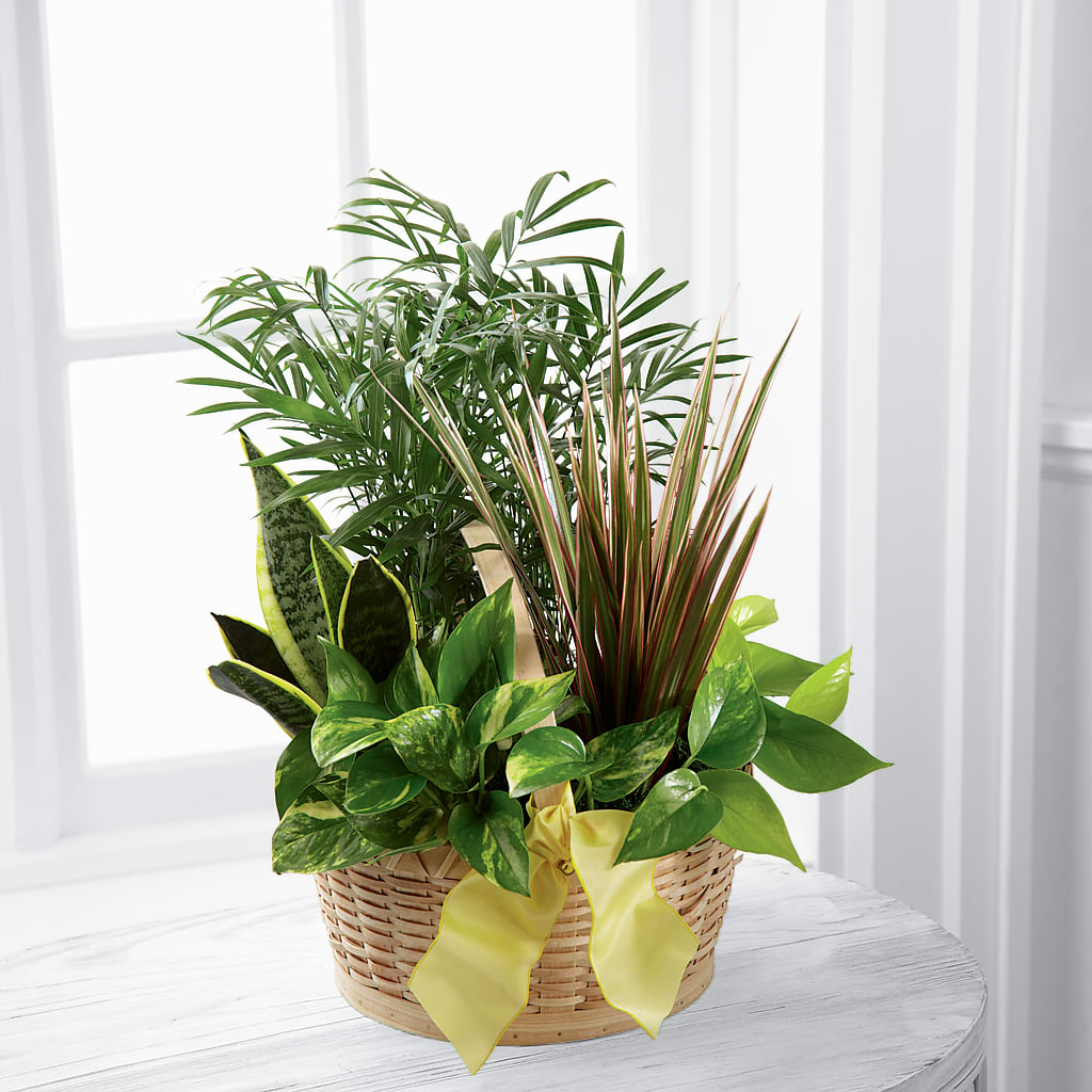 French Garden – Fleuriste Ampleman Florist Enr, Chateauguay PQ
