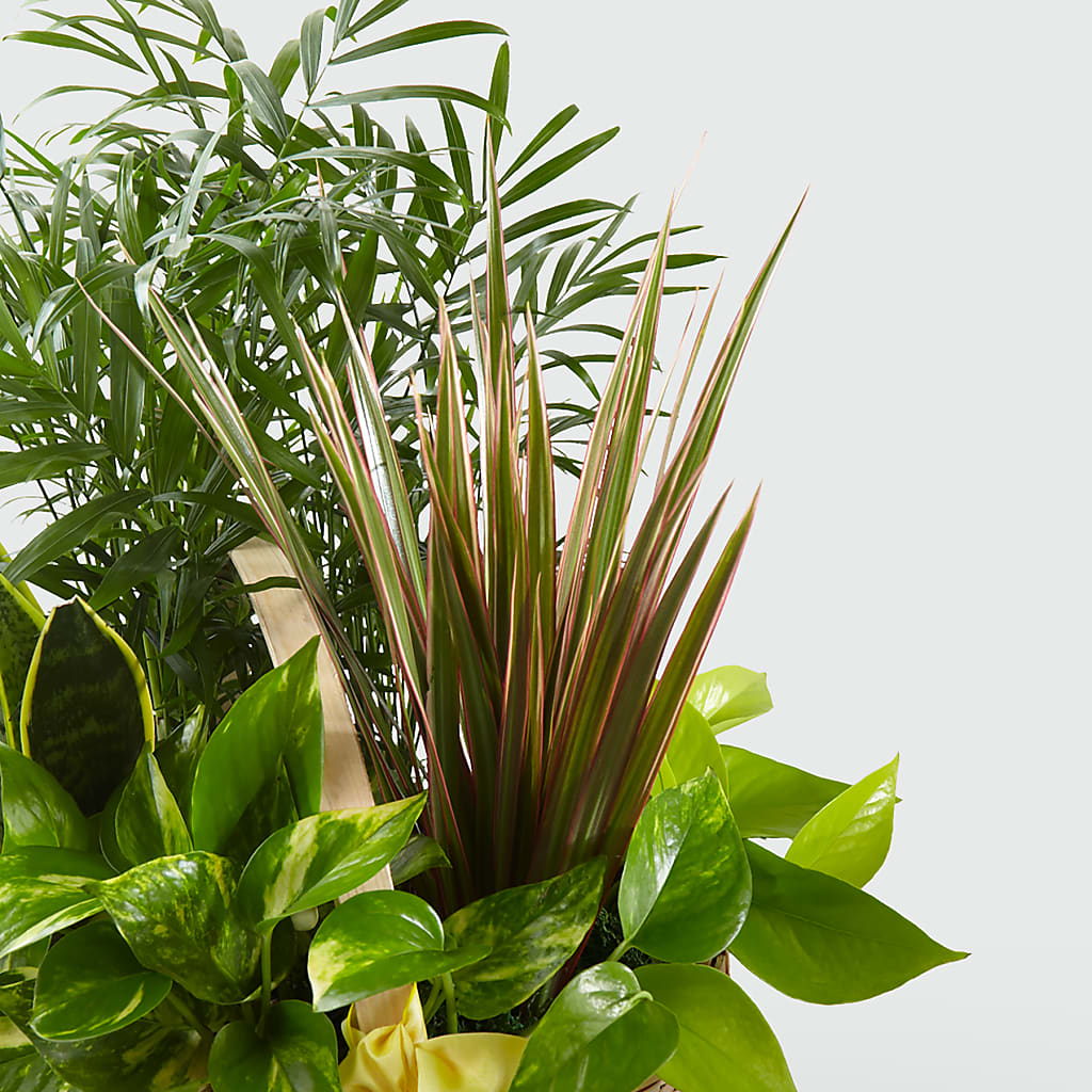 French Garden – Fleuriste Ampleman Florist Enr, Chateauguay PQ