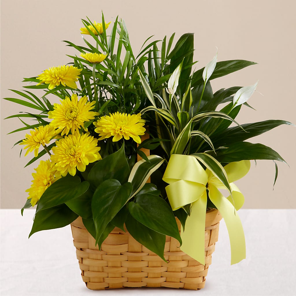 Loving Light Dishgarden – Fleuriste Ampleman Florist Enr, Chateauguay PQ
