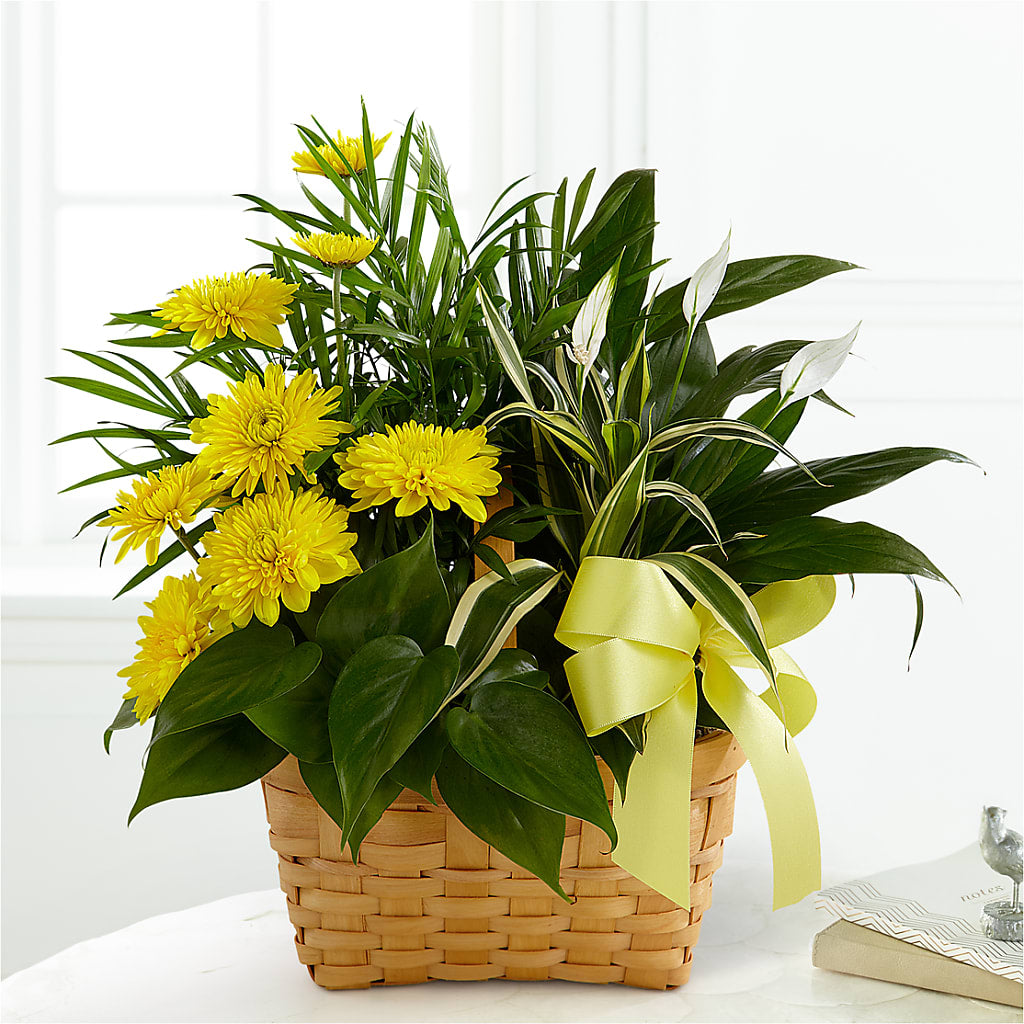 Loving Light Dishgarden – Fleuriste Ampleman Florist Enr, Chateauguay PQ