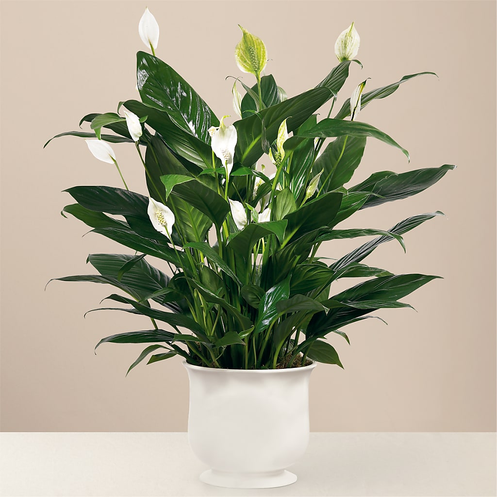 Comfort Planter – Fleuriste Ampleman Florist Enr, Chateauguay PQ