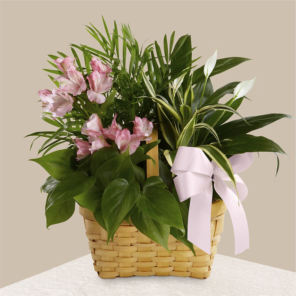 Living Spirit Dishgarden – Fleuriste Ampleman Florist Enr, Chateauguay PQ