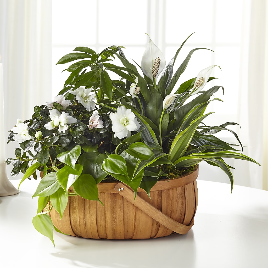 Serene Dishgarden – Fleuriste Ampleman Florist Enr, Chateauguay PQ
