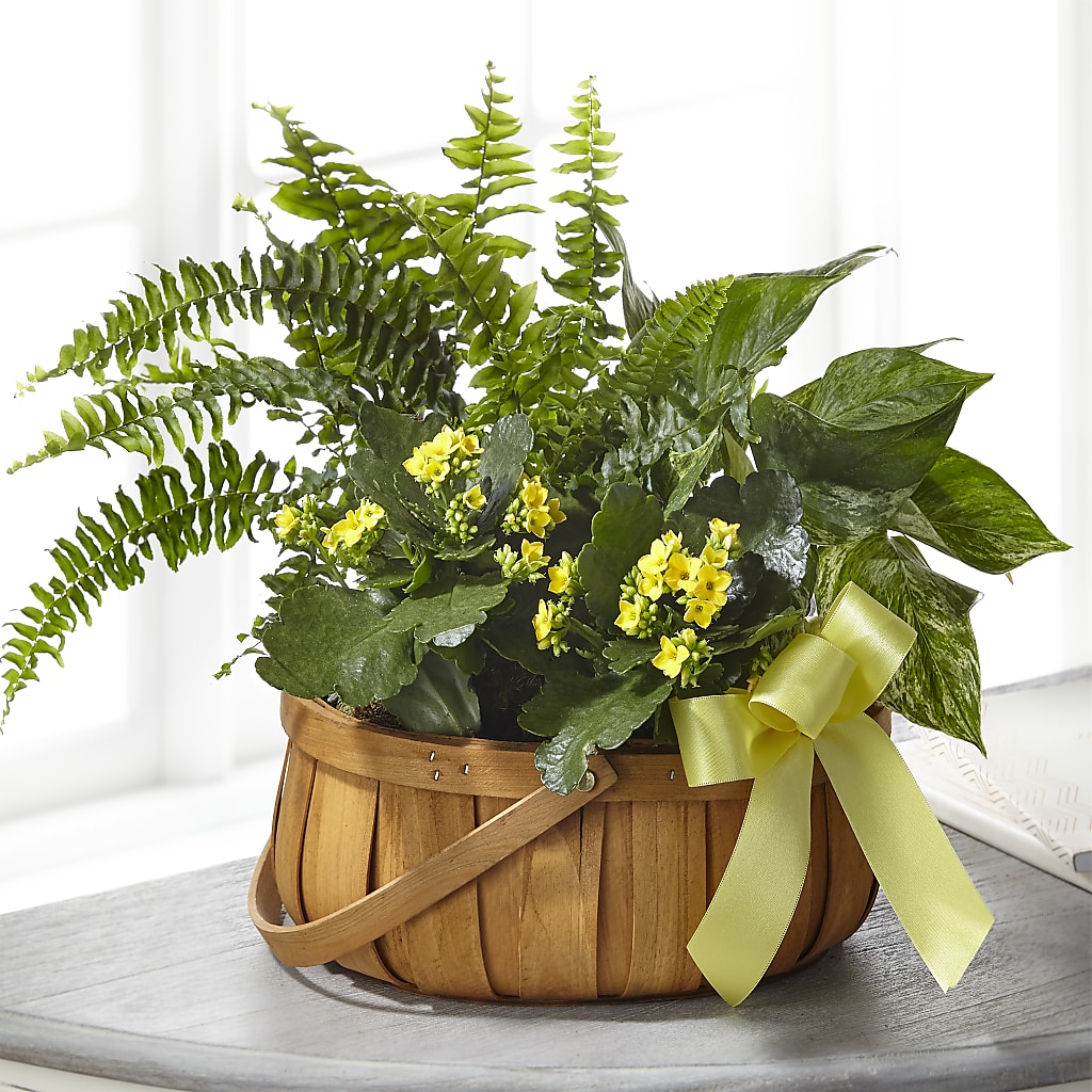 Always Dear Dishgarden – Fleuriste Ampleman Florist Enr, Chateauguay PQ