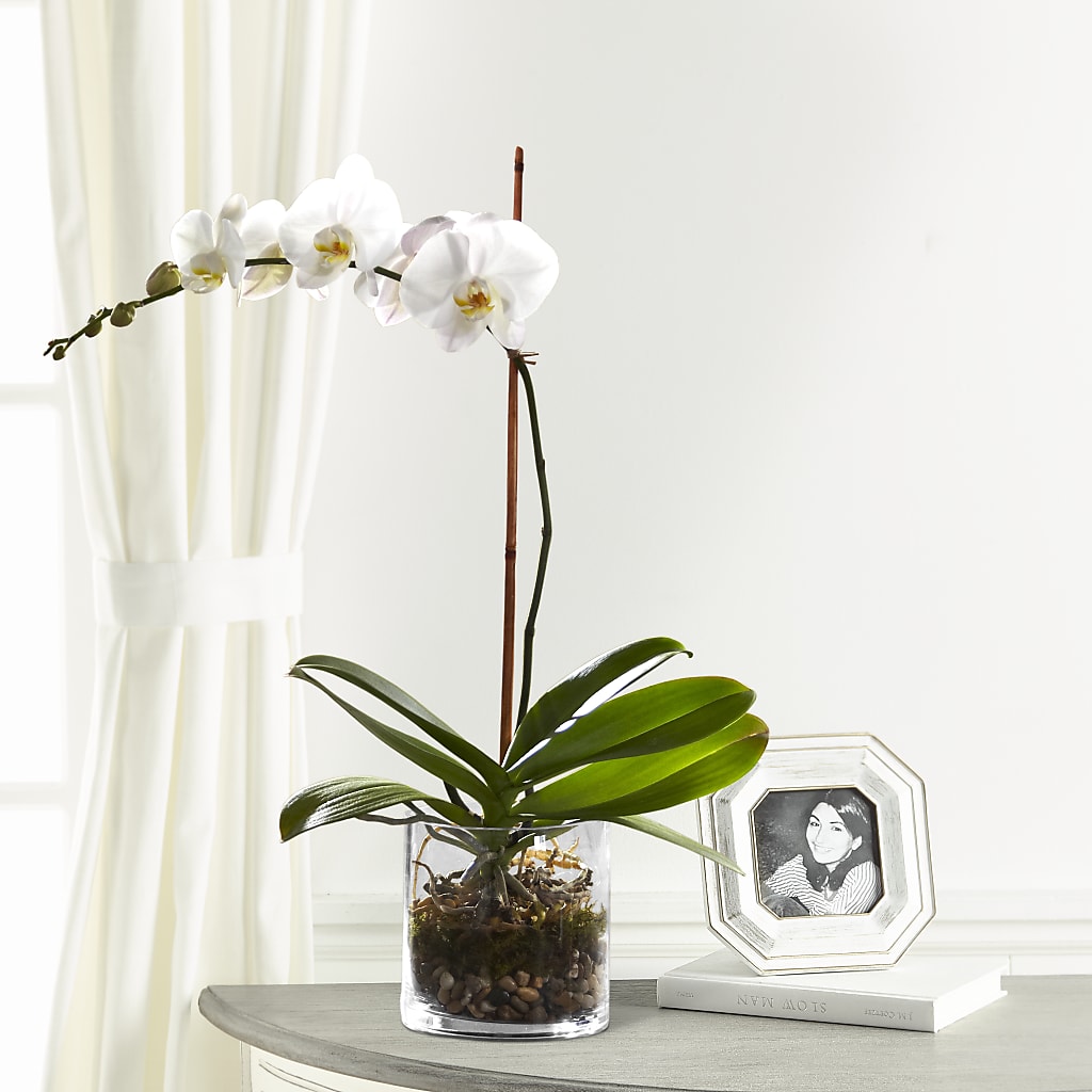White Orchid Planter – Fleuriste Ampleman Florist Enr, Chateauguay PQ