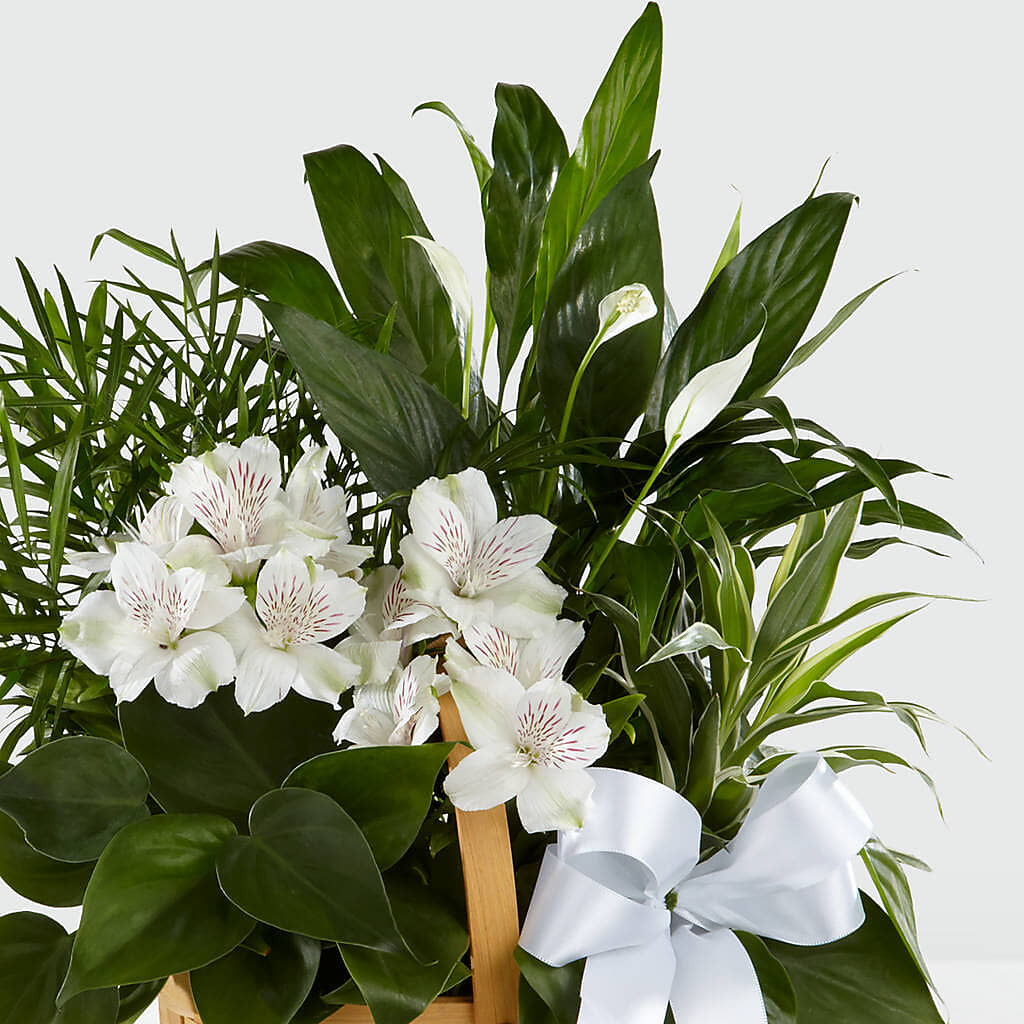 Peace & Serenity Dishgarden –  Fleuriste Ampleman Florist Enr, Chateauguay PQ