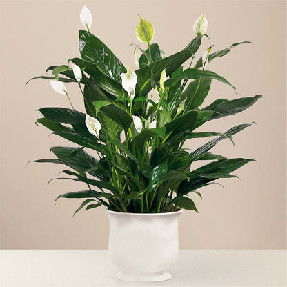 Comfort Planter –  Fleuriste Ampleman Florist Enr, Chateauguay PQ