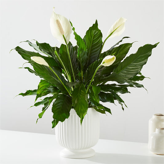 Comfort Planter –  Fleuriste Ampleman Florist Enr, Chateauguay PQ