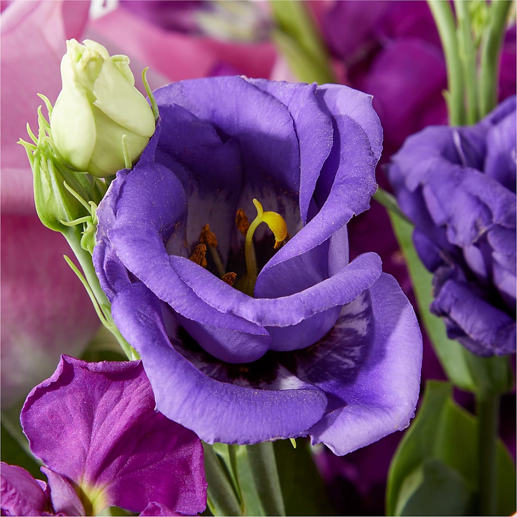 Twilight Glow Bouquet –  Fleuriste Ampleman Florist Enr, Chateauguay PQ