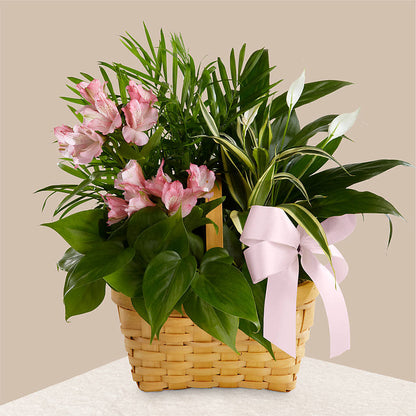 Living Spirit Dishgarden –  Fleuriste Ampleman Florist Enr, Chateauguay PQ