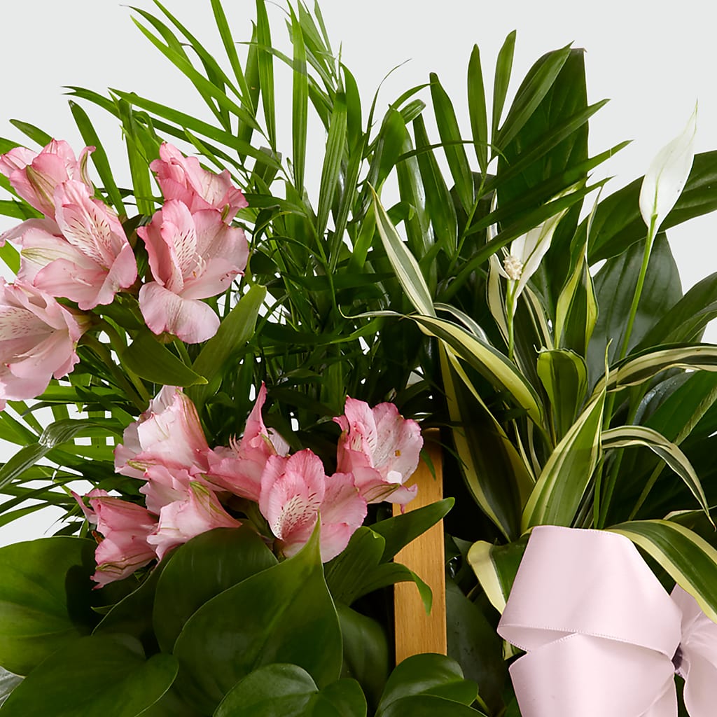 Living Spirit Dishgarden –  Fleuriste Ampleman Florist Enr, Chateauguay PQ