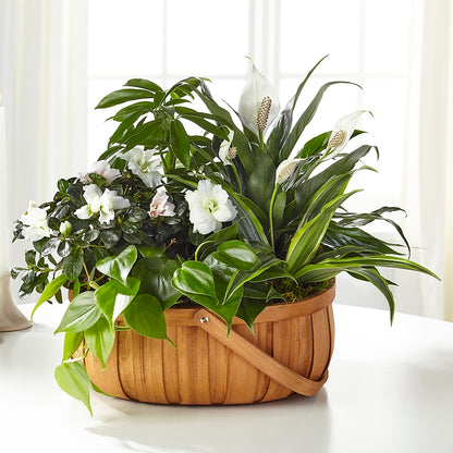 Serene Dishgarden –  Fleuriste Ampleman Florist Enr, Chateauguay PQ