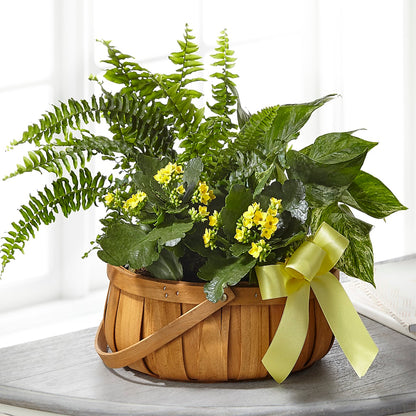 Always Dear Dishgarden –  Fleuriste Ampleman Florist Enr, Chateauguay PQ