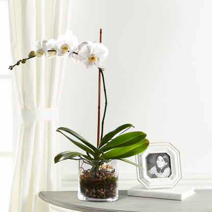 White Orchid Planter –  Fleuriste Ampleman Florist Enr, Chateauguay PQ